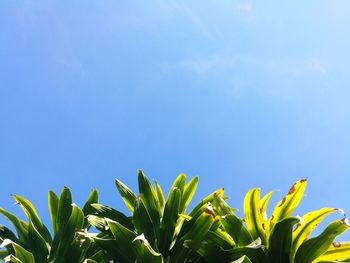 Low angle view of plants against blue sky