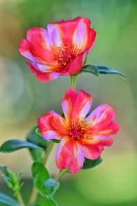 Close-up of pink flower