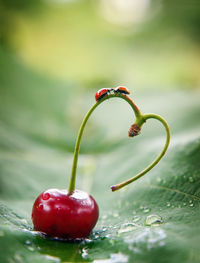 A love story, two ladybugs kiss. a pair of sweet cherries in the shape of a heart. funny insects.