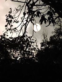 Low angle view of trees against sky