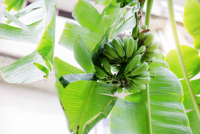 Close-up of green leaves