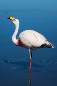 Close-up of bird in lake