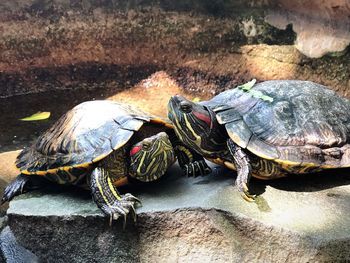 Close-up of tortoise on rock