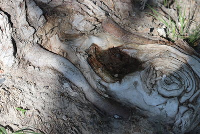 Close-up of tree trunk