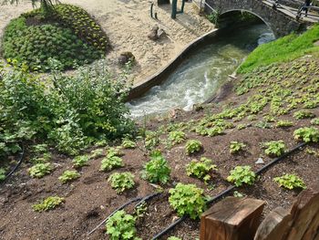 High angle view of plants growing in river