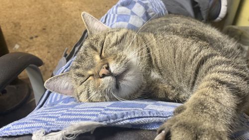 Cat sleeping on bed