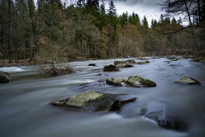 Surface level of stream flowing in forest