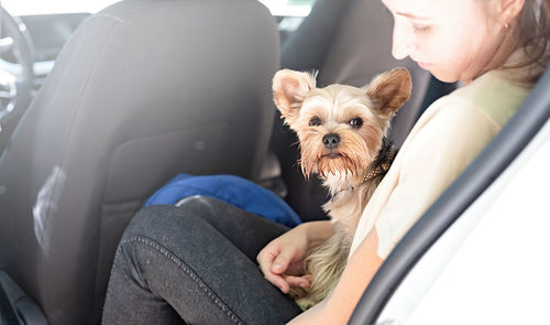 Close-up of dog sitting in car