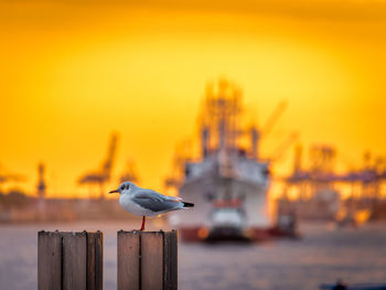 Little gull perching on wooden post by moored ship against orange sky