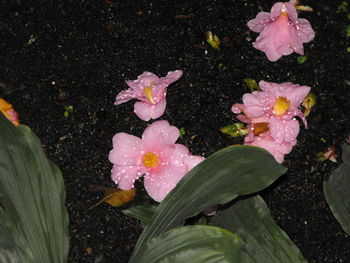 Close-up of pink flowers