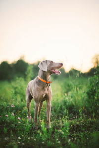 Dog standing on field against sky