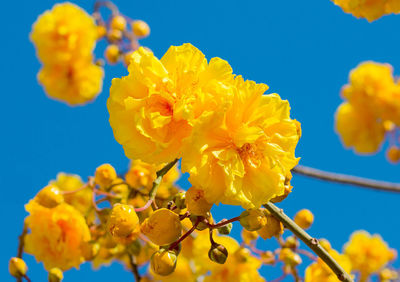 Low angle view of yellow flowering plants against blue sky