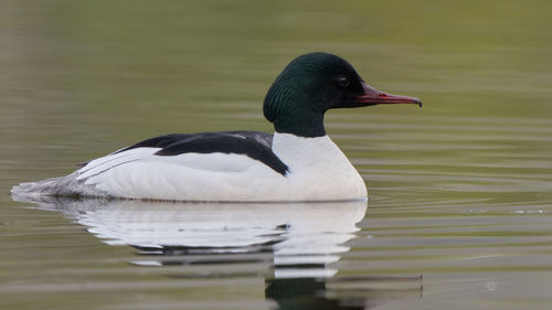 bird