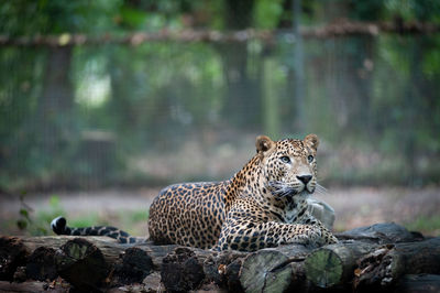 View of cat relaxing on land