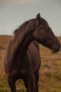 Close-up view of horse  pony eyes snout in  standing against sky sunset orange