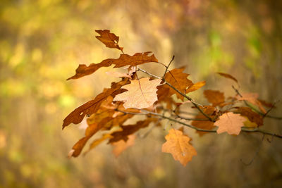 Close-up of dry maple leaves on tree