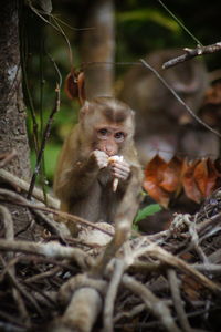 Monkey Eat