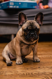French bulldog puppy look sadly to the camera.