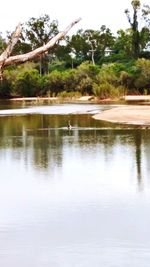 Reflection of trees in lake