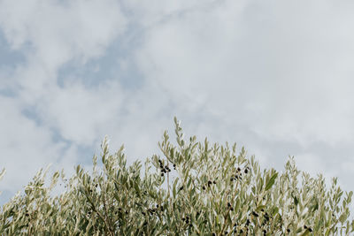 Low angle view of flowering plants on field against sky