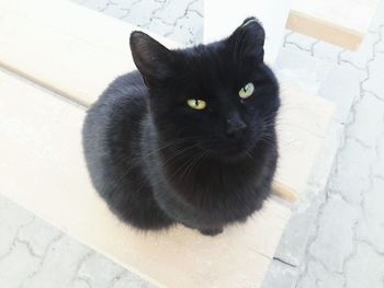 Close-up portrait of cat