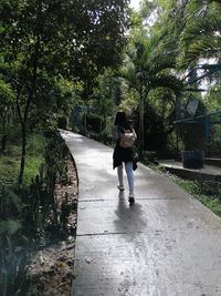 Rear view of woman walking on footpath amidst trees