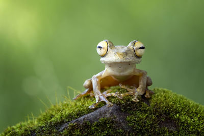 Close-up portrait of frog on rock