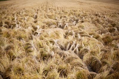 Full frame shot of crops growing on field