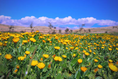 Yellow flowering plants on field against sky