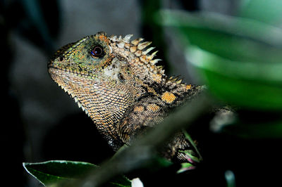 Close-up of lizard