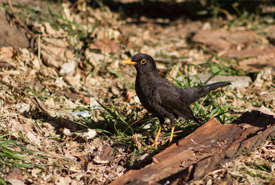 Bird perching on a field