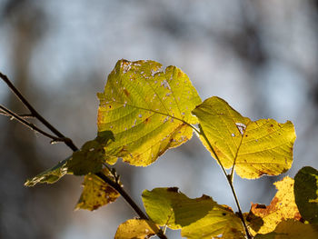 Close-up of autumnal leaves