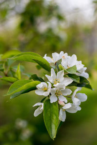 Close-up of white flowering plant