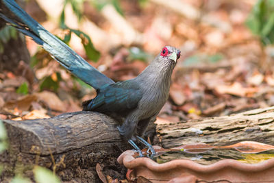 Beautiful of green billed malkoha  great of cuckoo bird drinking water on tub