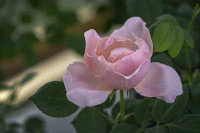 Close-up of pink rose