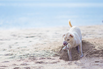 Dog on beach