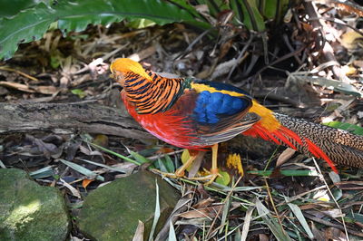 High angle view of a bird perching on land