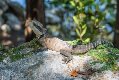 Close-up of lizard on tree