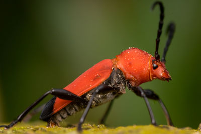 Close-up of insect