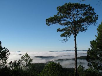 Clouds and trees against clear sky on sunny day