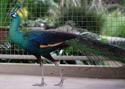 Peacock perching in cage at zoo