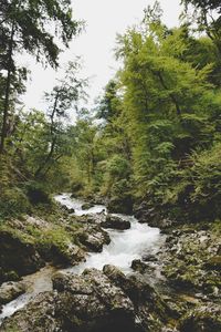 Stream flowing through rocks in forest