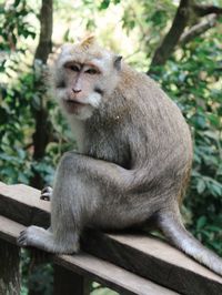 Monkey sitting on wood against trees