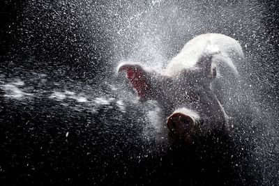 Water splashing on pig against black background