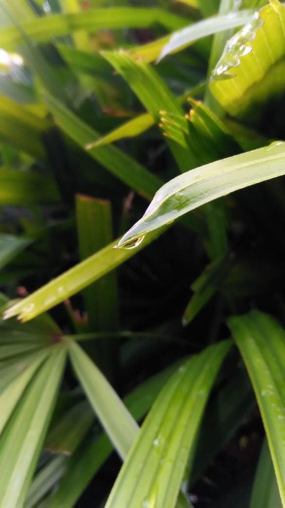 green color, plant, growth, leaf, plant part, close-up, nature, beauty in nature, day, no people, focus on foreground, animal wildlife, one animal, animals in the wild, grass, selective focus, animal, animal themes, outdoors, blade of grass