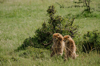 cheetah
