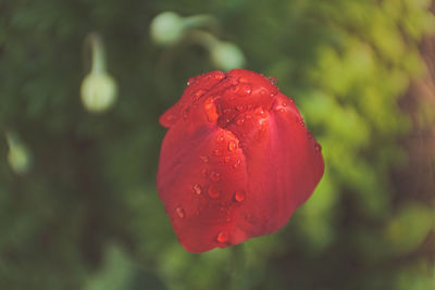 Close-up of red rose