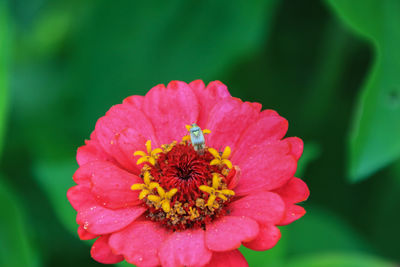 Close-up of honey bee on flower blooming outdoors