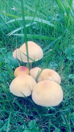 Mushrooms growing on grassy field