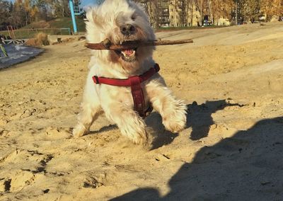 Dog lying on sand